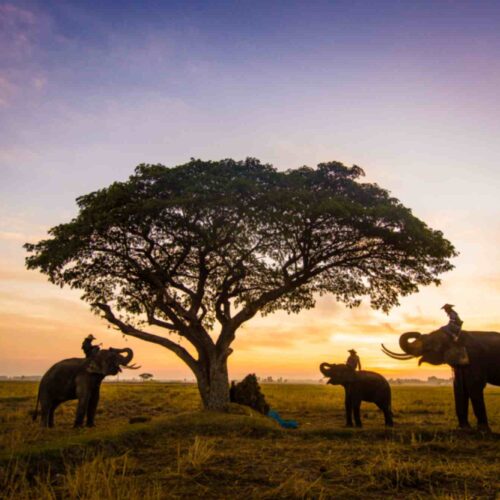 Sri Lanka Honeymoon Escape